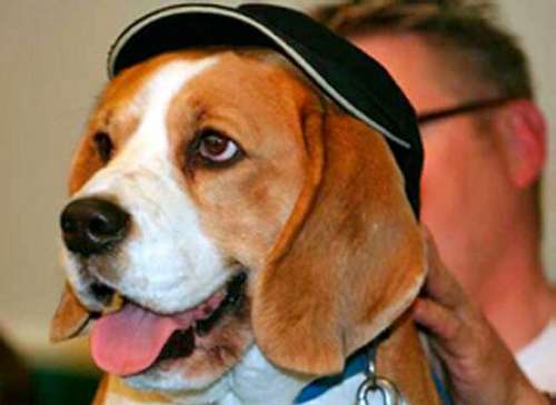 Foto van een Sint Bernhard hond met een petje op..