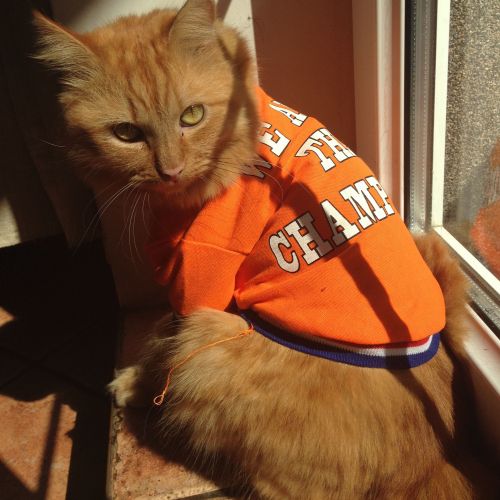 Foto van een Poolse kater met een heel vreemd oranje shirt...