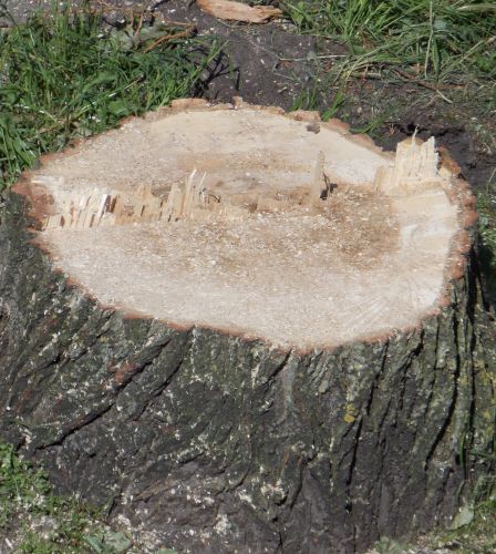 Foto van een omgezaagde boom.